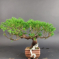 Preview: Bonsai - Wacholder, Juniperus Chinensis, Masahiko Kimura, Shohin